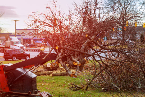 Best Tree Mulching  in Kings Park, VA