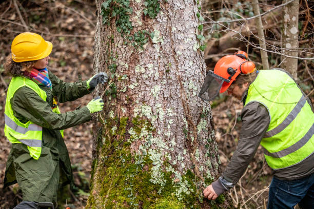 Best Emergency Tree Removal  in Kings Park, VA