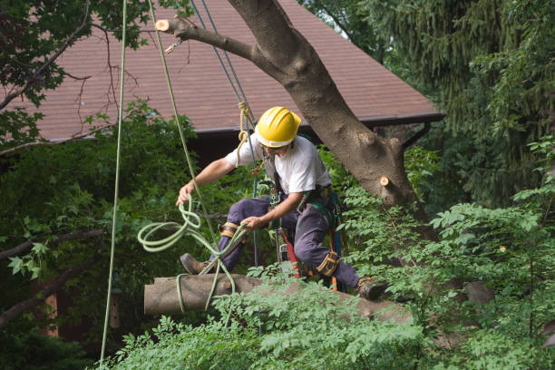 Best Tree Cabling and Bracing  in Kings Park, VA