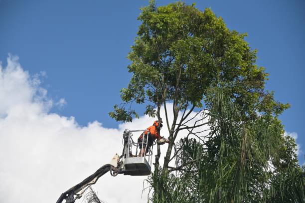 Best Palm Tree Trimming  in Kings Park, VA