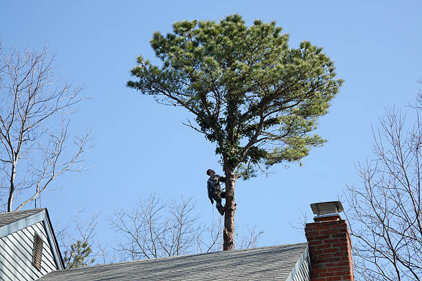 Best Seasonal Cleanup (Spring/Fall)  in Kings Park, VA