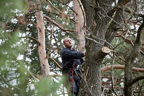 Best Tree Removal  in Kings Park, VA